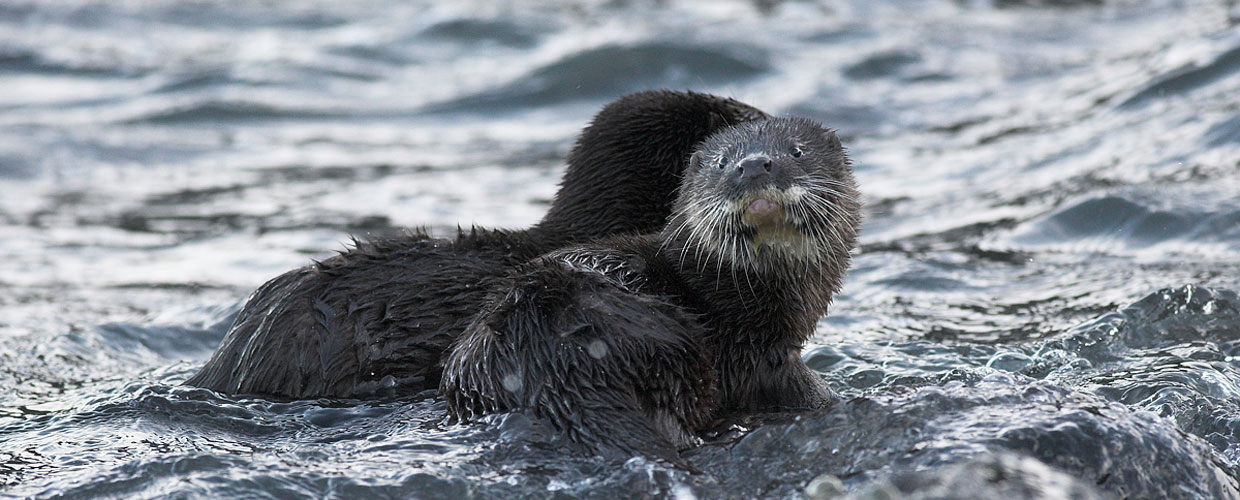Otter-facing,-Grey-Point-Nov